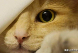 微密猫吃瓜爆料入口,独家内幕一网打尽